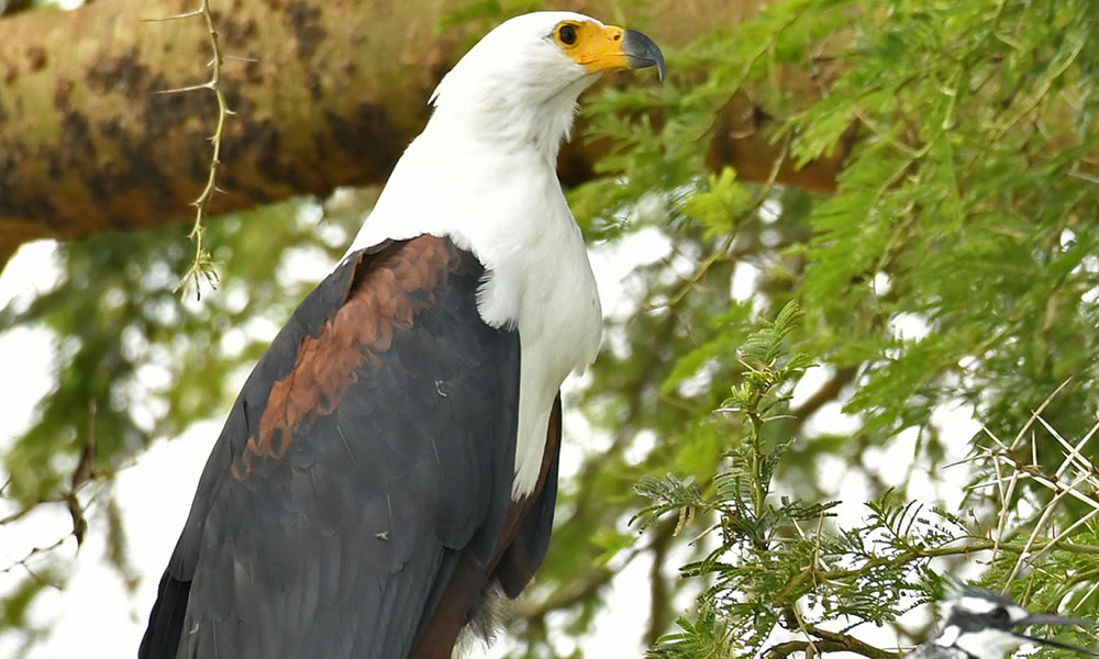 Bird Watching Safari Tours in Uganda