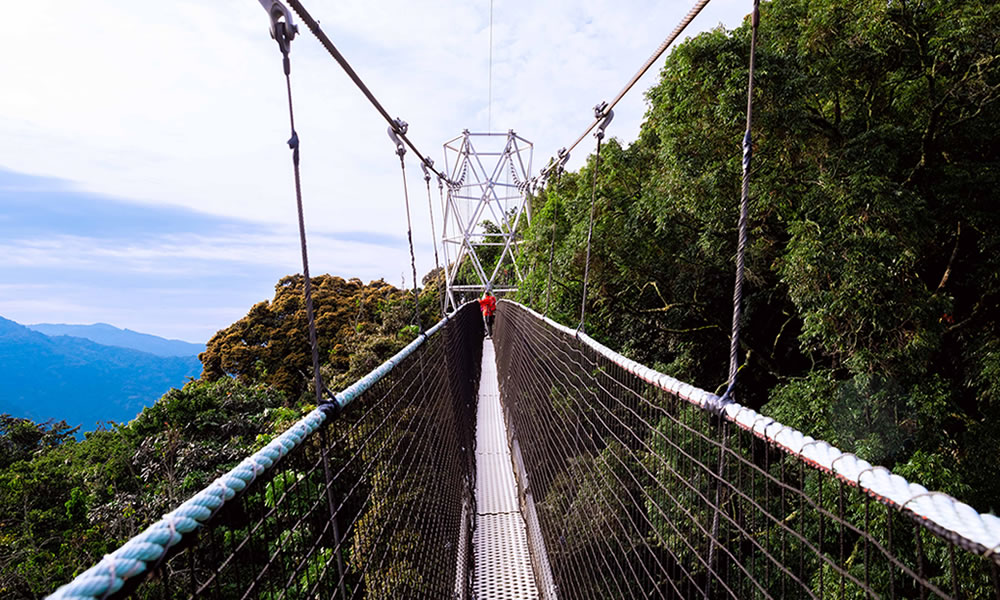 Canopy Walk Nyungwe Forest National Park