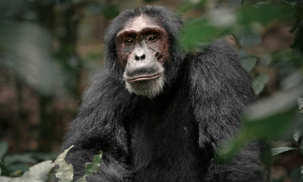 Chimpanzee Habituation in Kibale National Park
