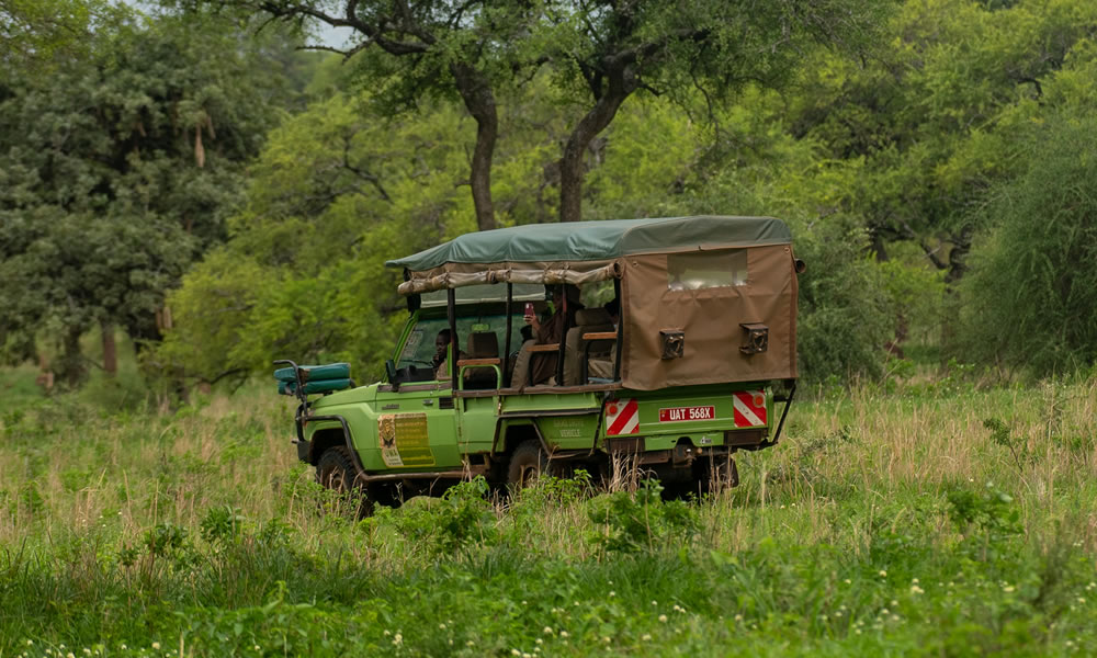 Game Drives in Uganda National Parks