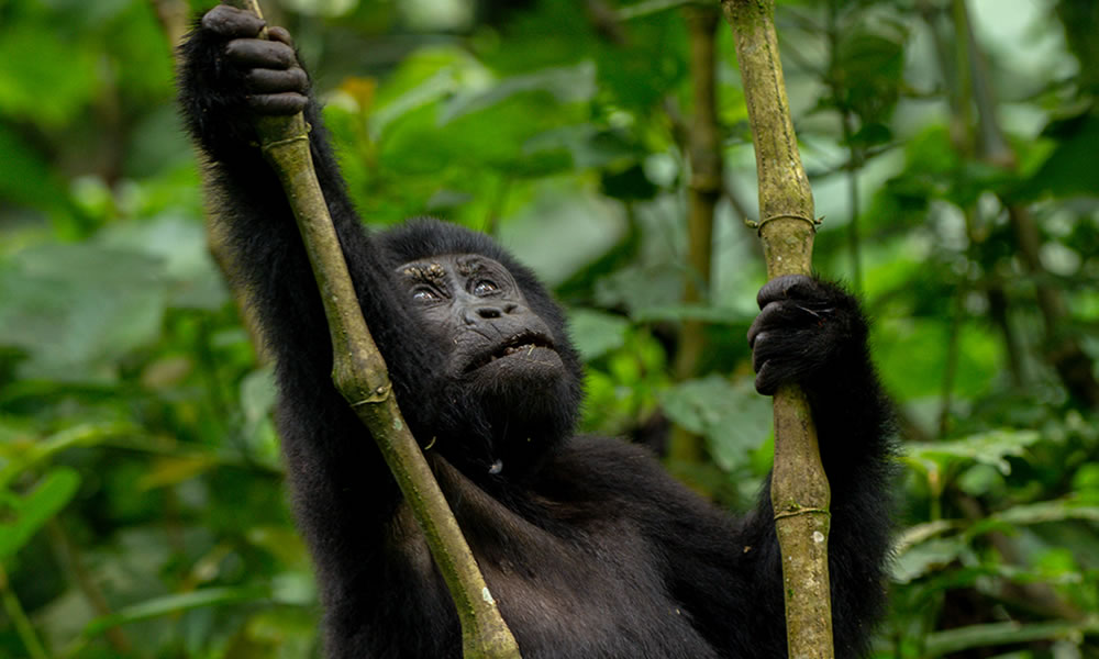5 Days Uganda Gorilla Trekking Safari