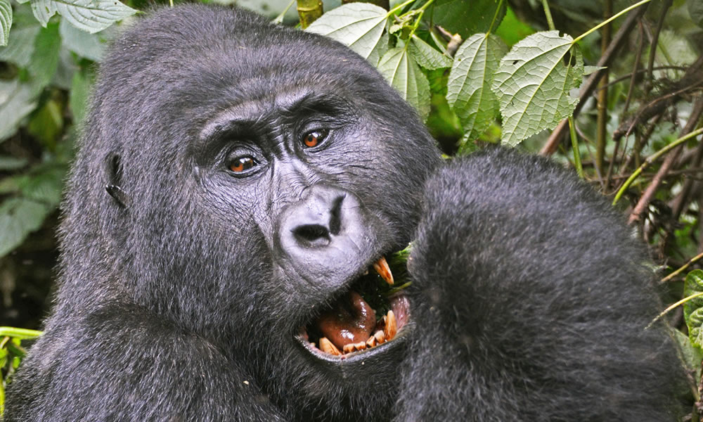 2 Days Gorilla Trekking Rwanda Tour