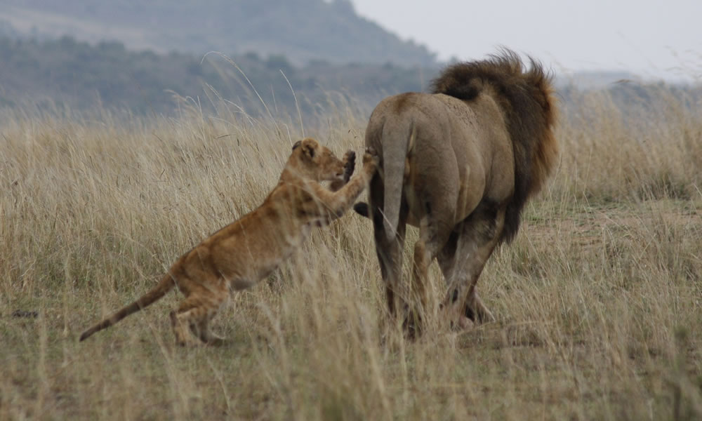 4 Days Classic Kenya Wildlife Safari Tour