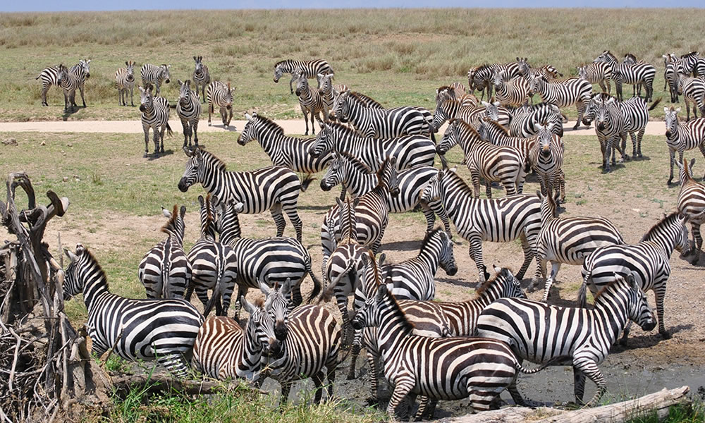 11 Days Combined Kenya and Tanzania Safari