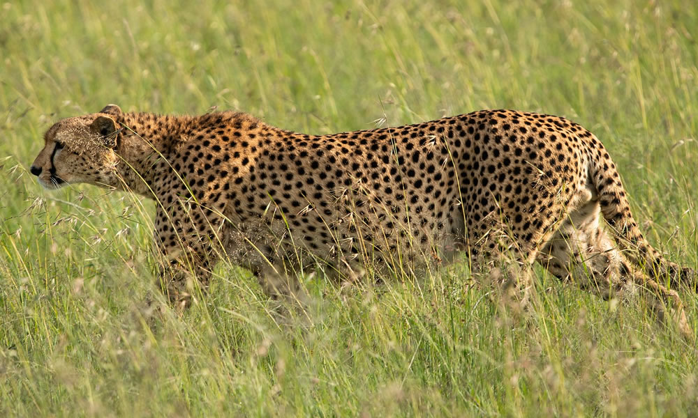 5 Days Masai Mara and Ol Pejeta Wildlife Safari