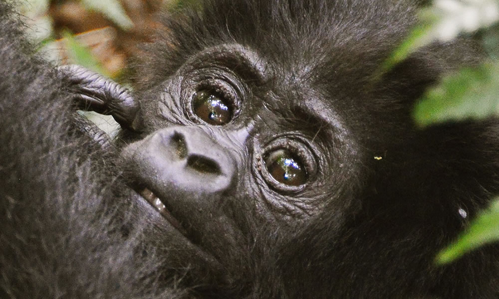 2 Days Rwanda Gorilla Safari