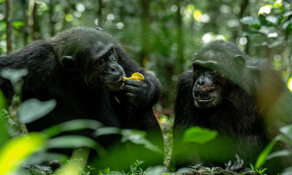 5 Days Chimpanzee Tracking Nyungwe Tour