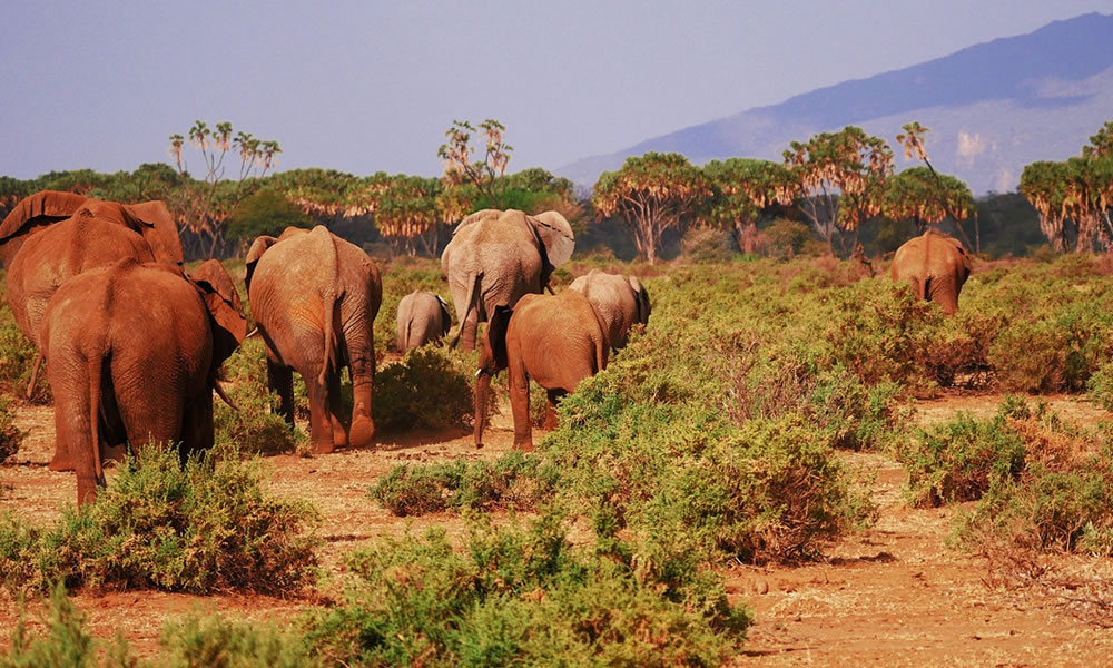 9 Days Kenya Wildlife Safari Tour