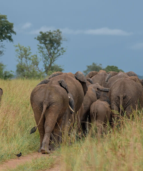 8 Days Uganda Wildlife Safari