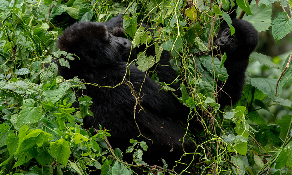 3 Days Gorilla Trekking Rwanda Safari