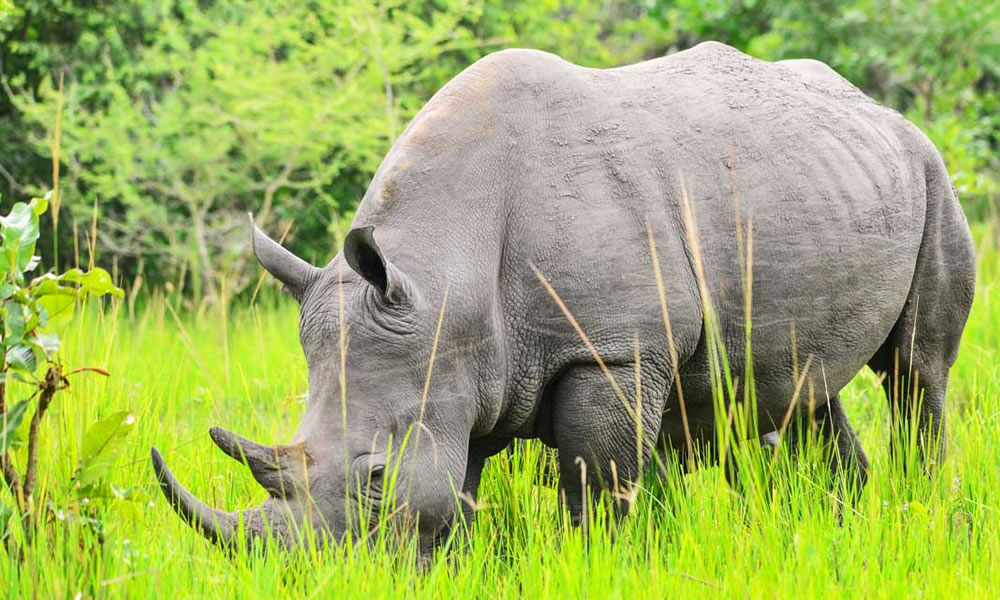 Rhino Trekking in Ziwa Rhino Sanctuary